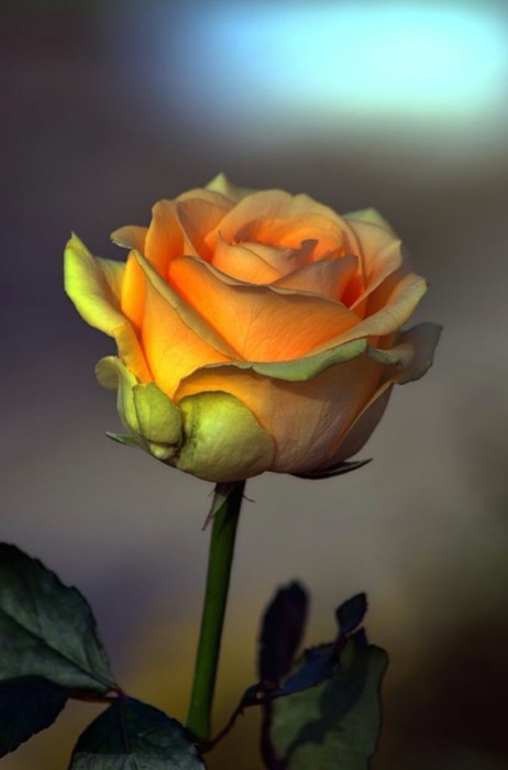 215609900880223605_KxZpNzUM_c