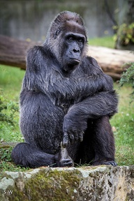 457467274618907258_0AnV3dgk_b