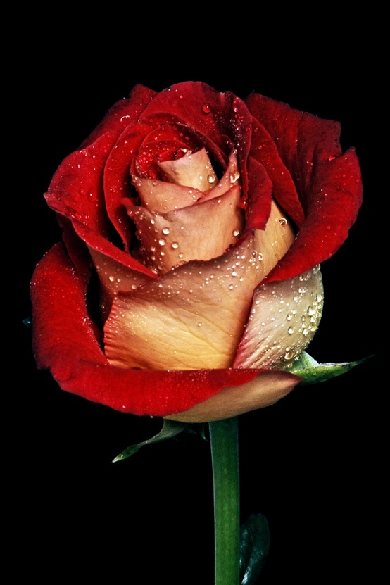 218987600602865111_ZLo1FQZ8_c