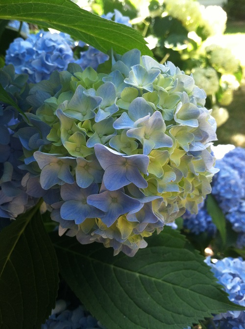 hydrangas from my mom's garden