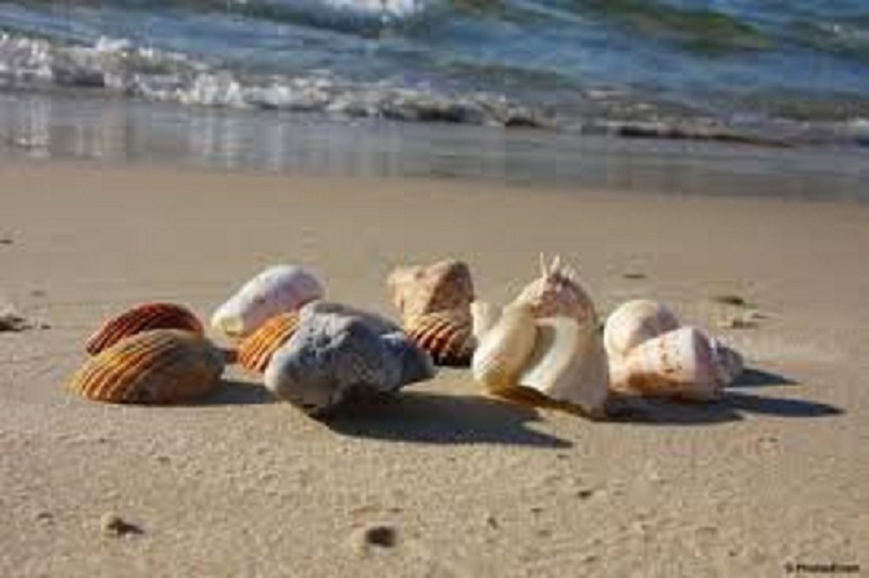 seashells
