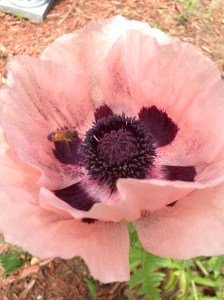 blessings undeserved