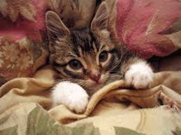 pulling up the covers