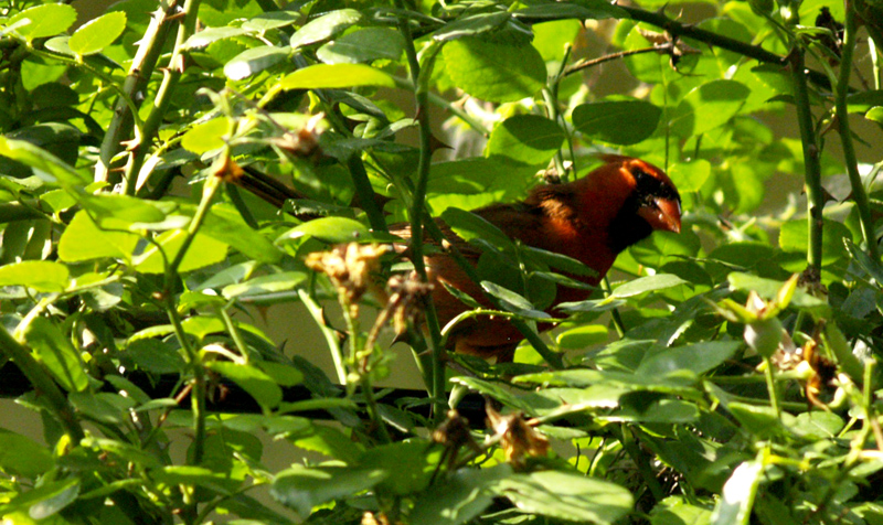 cardinal in summer