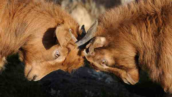 competition dispute goats/can we be too competitive?