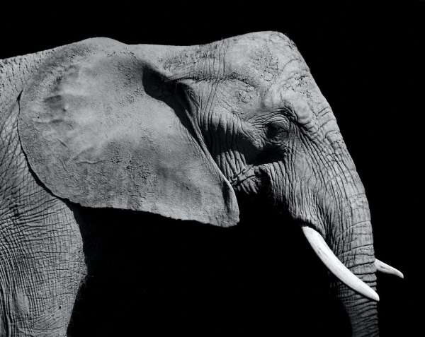 an african elephant