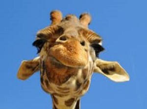 laugh