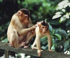 monkeys/zoo