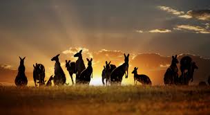 kangaroos