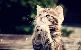 kitten with paws in praying position/prayer