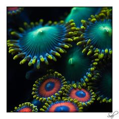 sea flowers | goodthoughtsgoodlives sea flowers