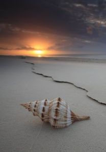 shell on beach | goodthoughtsgoodlives shell on beach