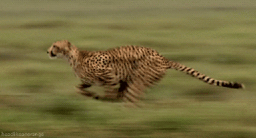 running cheetah