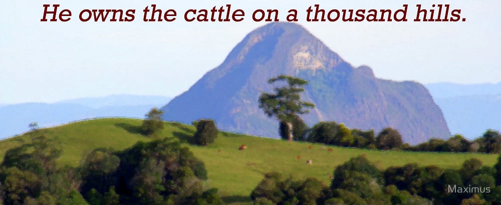 cattle on a thousand hills