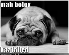 bulldog | goodthoughtsgoodlives bulldog