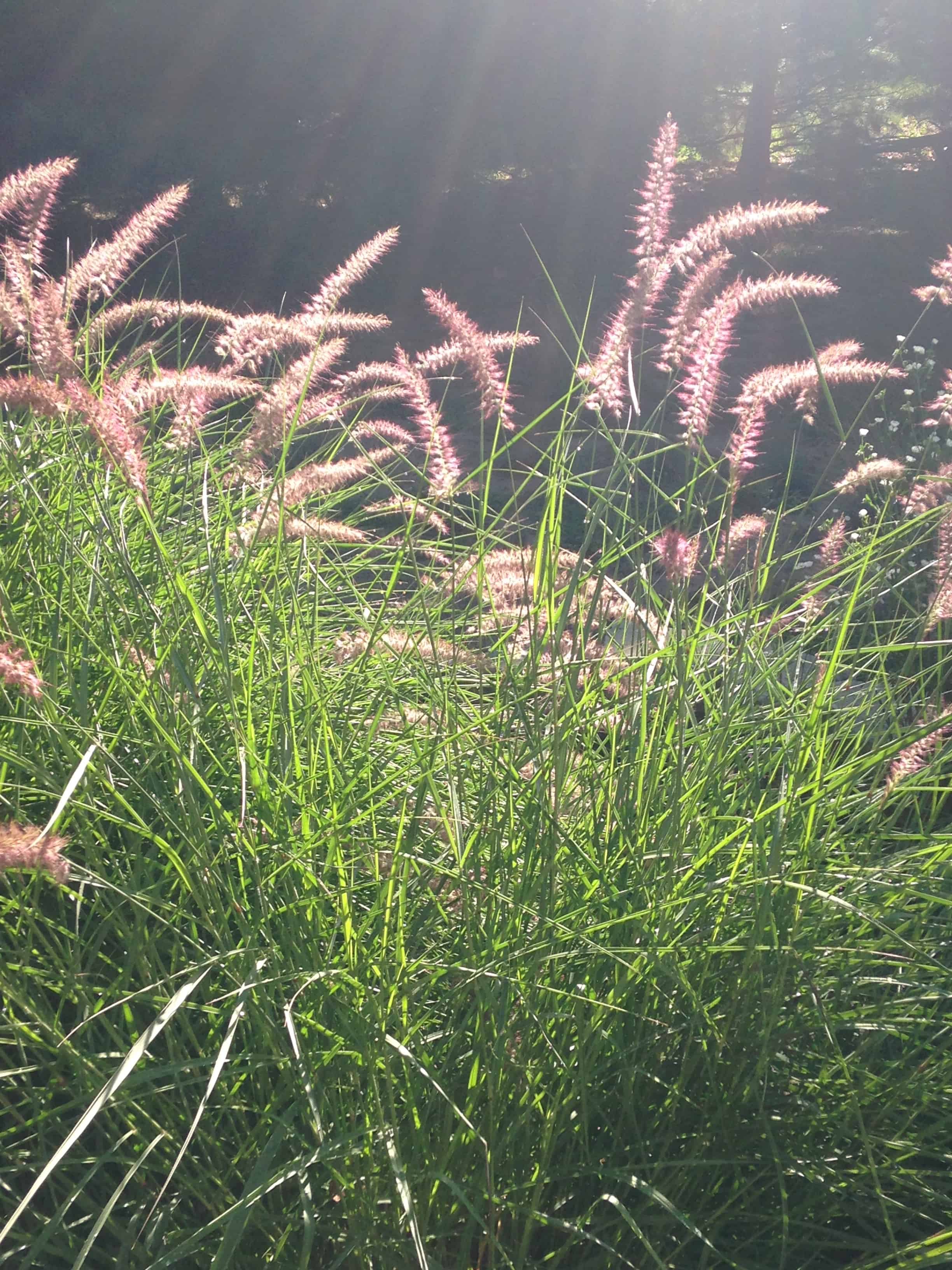 grasses blowing in wind