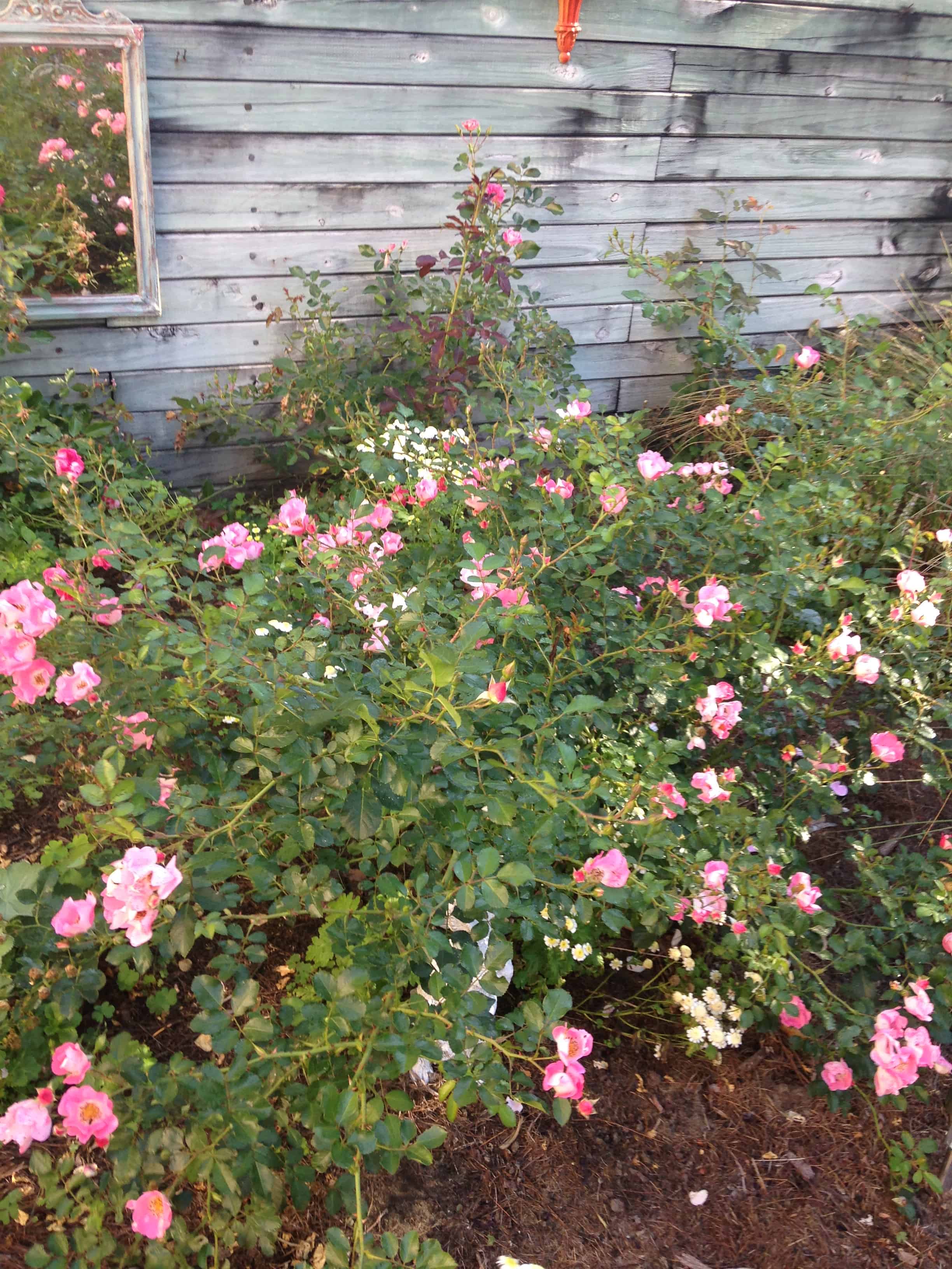 roses in garden