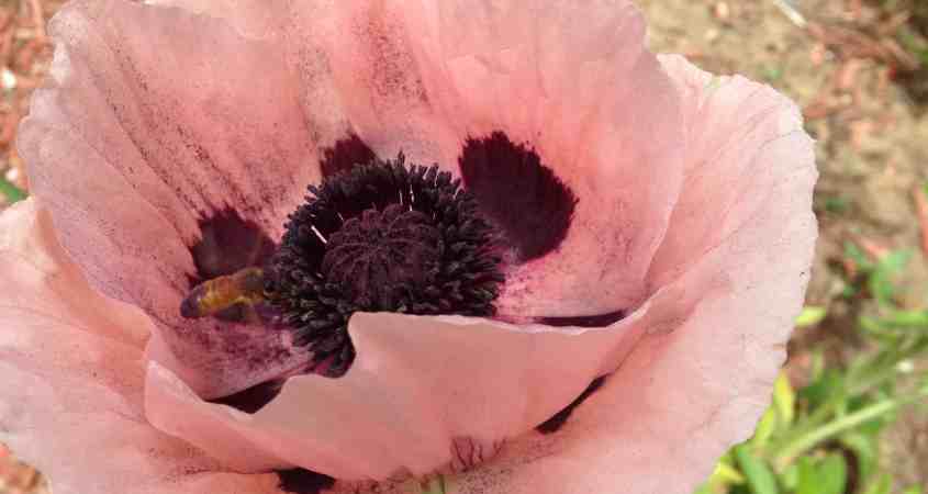 Hollyhock