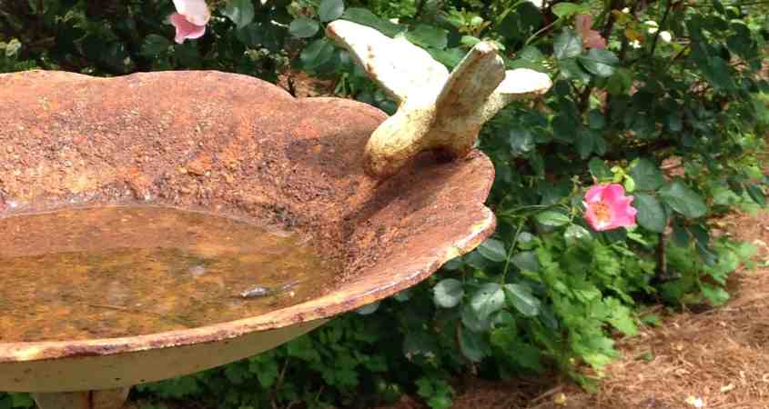 antique bird bath