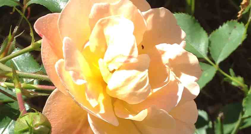 yellow rose