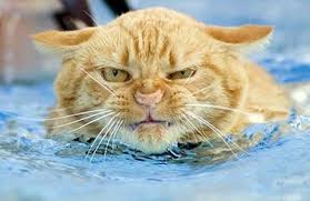 angry cat