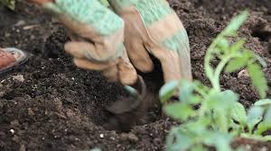 digging in dirt | goodthoughtsgoodlives digging in dirt