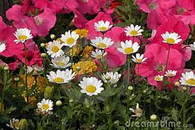 garden | goodthoughtsgoodlives garden