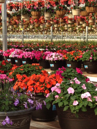 greenhouse | goodthoughtsgoodlives greenhouse