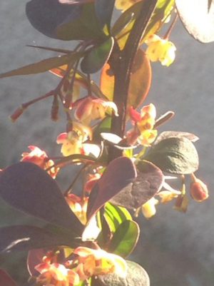 emotional roller coaster