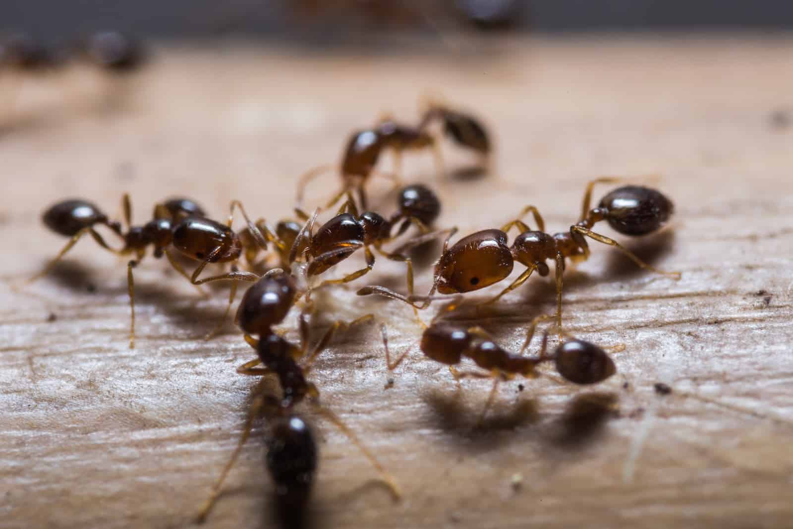 ants | goodthoughtsgoodlives ants
