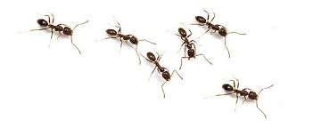 ants