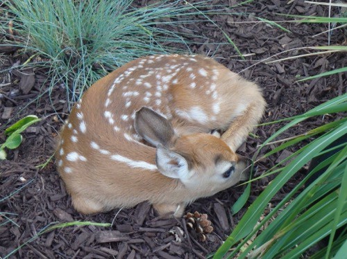 fawn