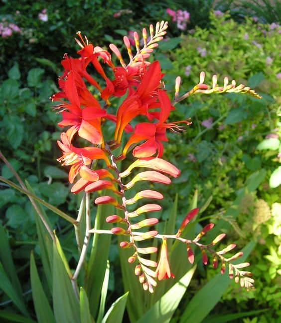  lucifer crocosmia