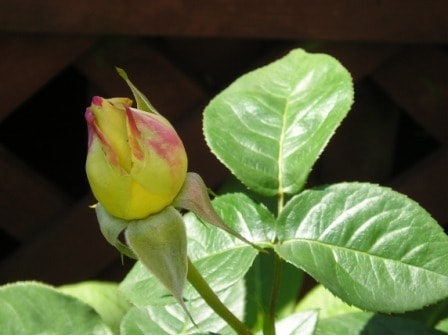 my favorite rosebud picture