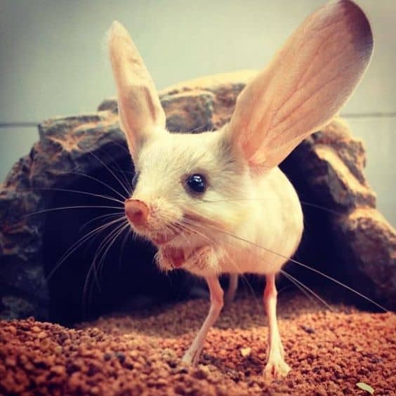desert mouse | goodthoughtsgoodlives desert mouse