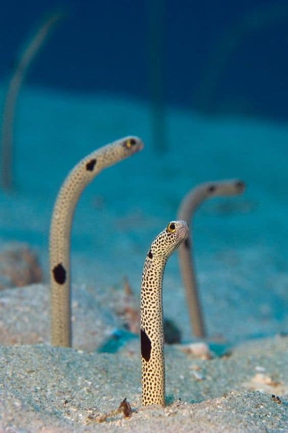 eels | goodthoughtsgoodlives eels