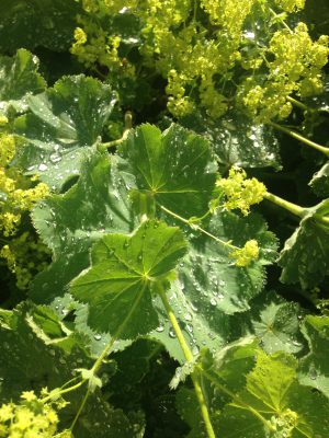 growth | goodthoughtsgoodlives growth