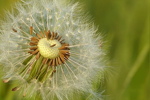 dandelion