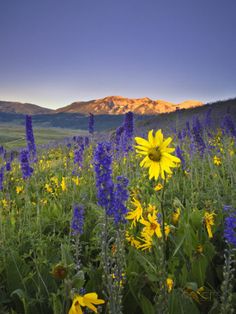 dream of my mom | goodthoughtsgoodlives dream of my mom