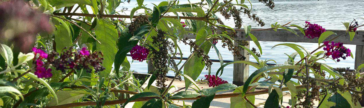 thank you Gravatar followers | goodthoughtsgoodlives thank you Gravatar followers