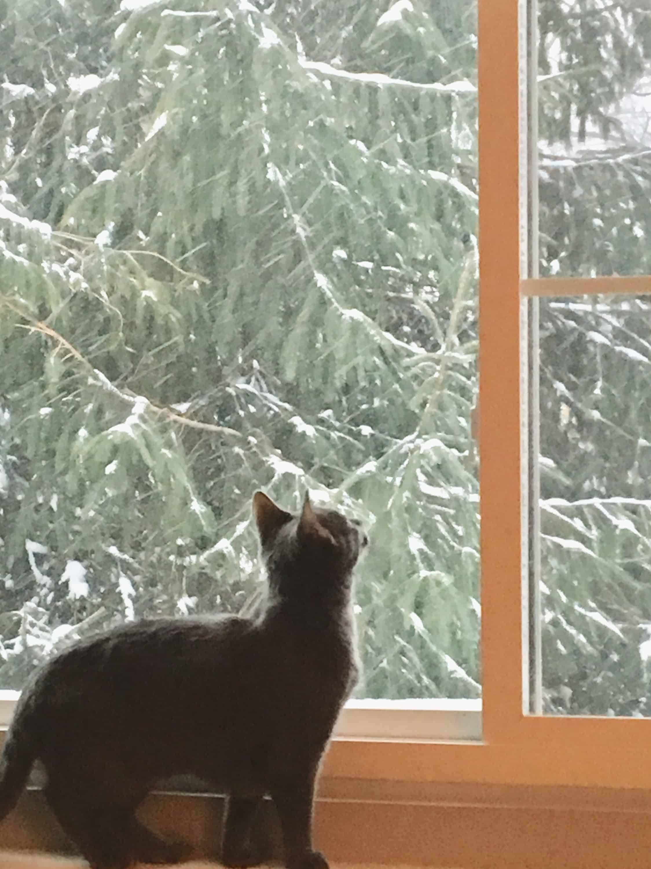 Rambo 2017 | goodthoughtsgoodlives Rambo 2017