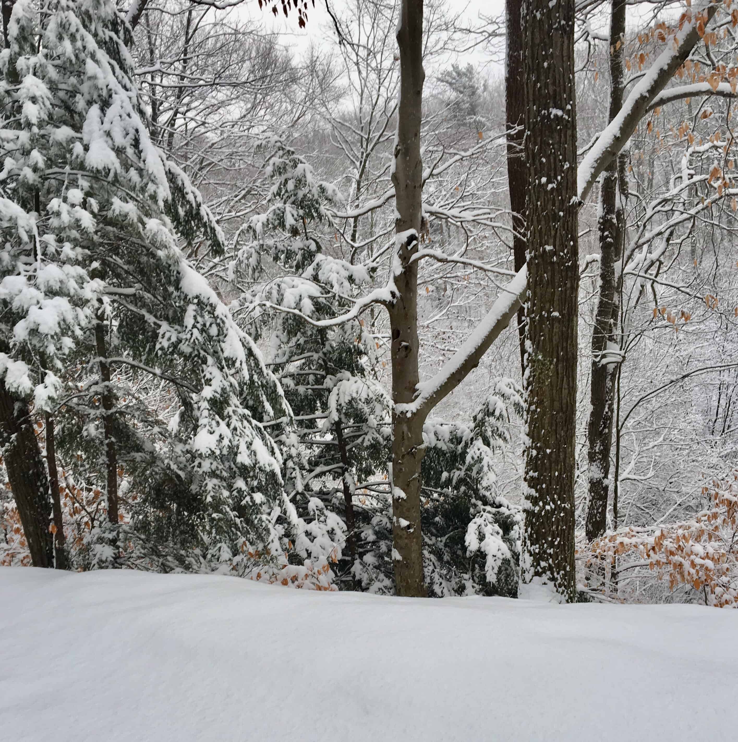 HOffmaster Park/winter/2017