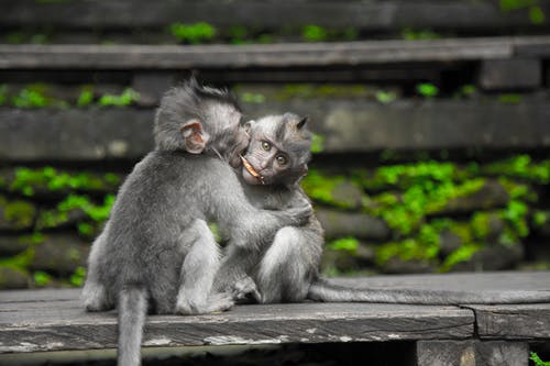 two monkeys hugging each other/being friends with ourselves