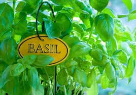 basil