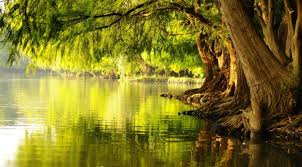 trees/spiritual/faith