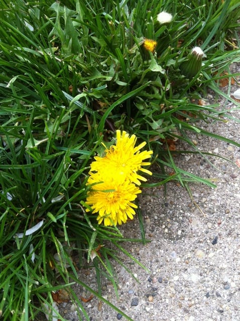 dandelion/faith/inspirational/encouragment