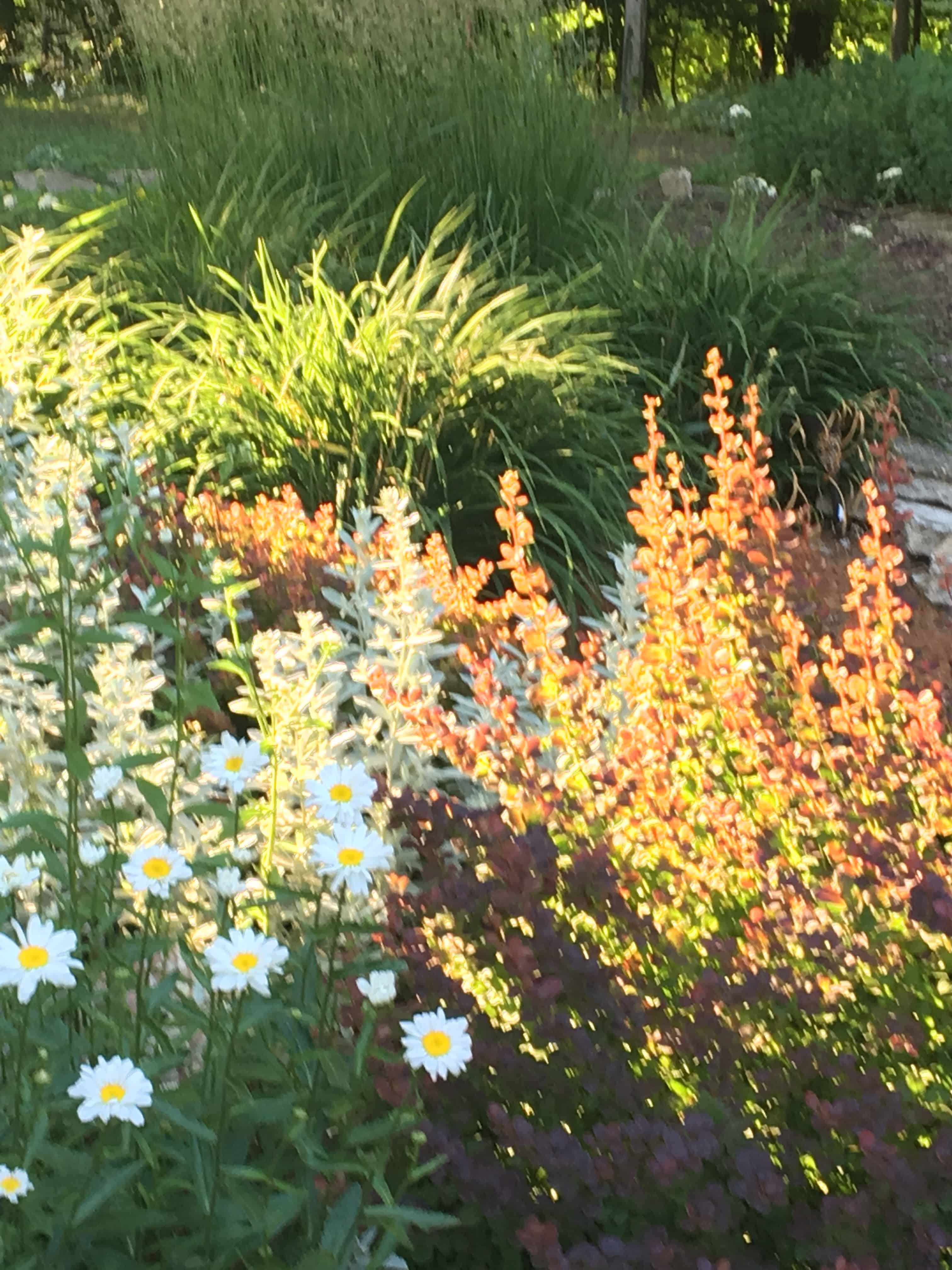 encouragement/ garden 2018