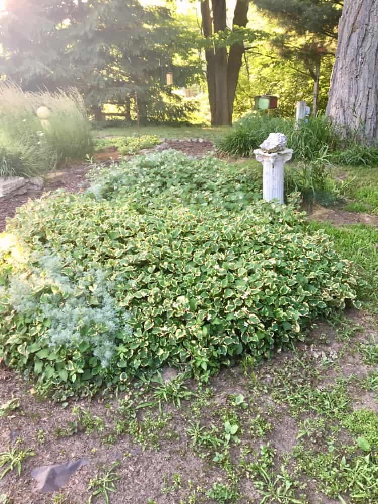 encouragement/ garden 2018