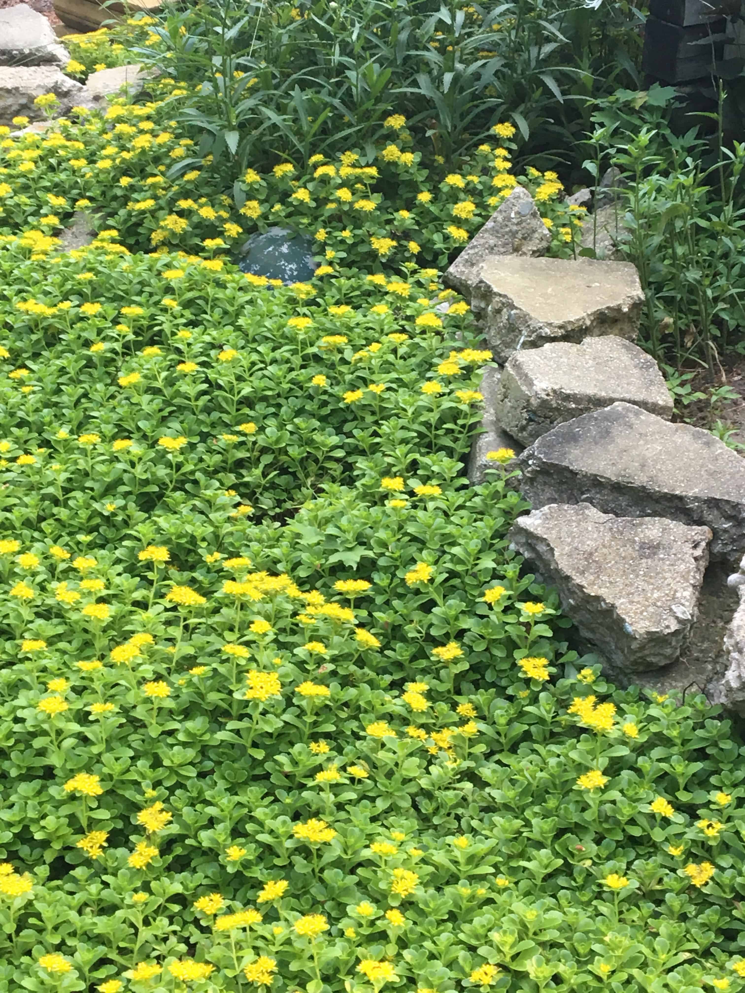 encouragement/ garden 2018