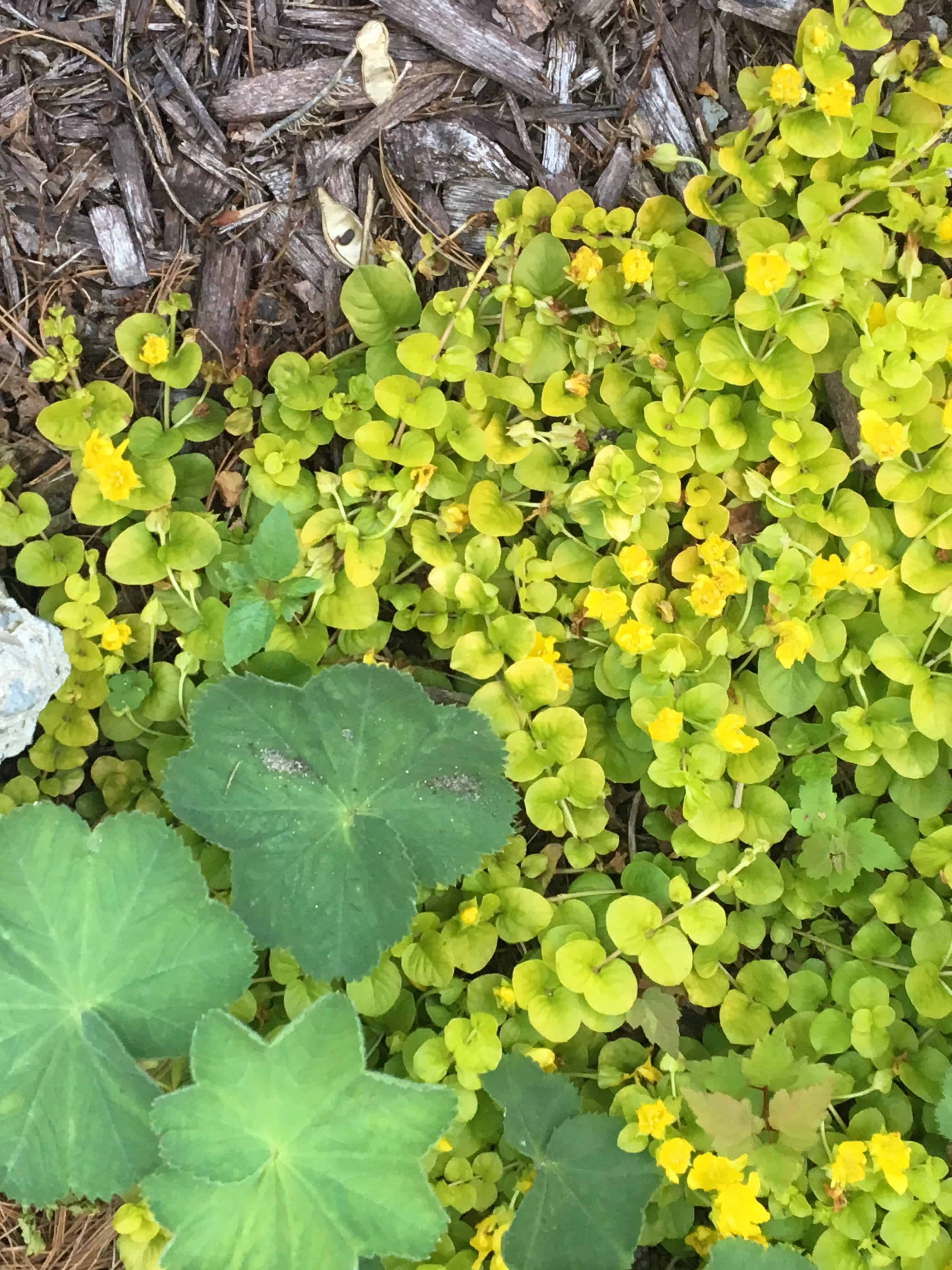 encouragement/ garden 2018